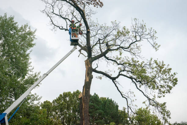 Best Tree Trimming Near Me  in USA